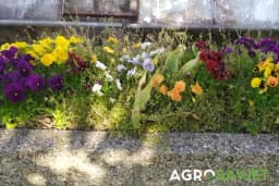 Seoska bašta: Ove vrste cvijeća su gajile sve naše bake