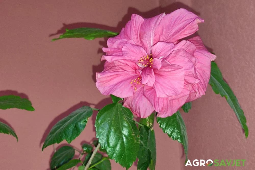 cvijet hibiskusa