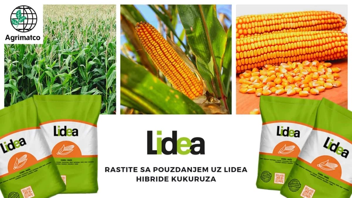 Lidea hibridi kukuruza