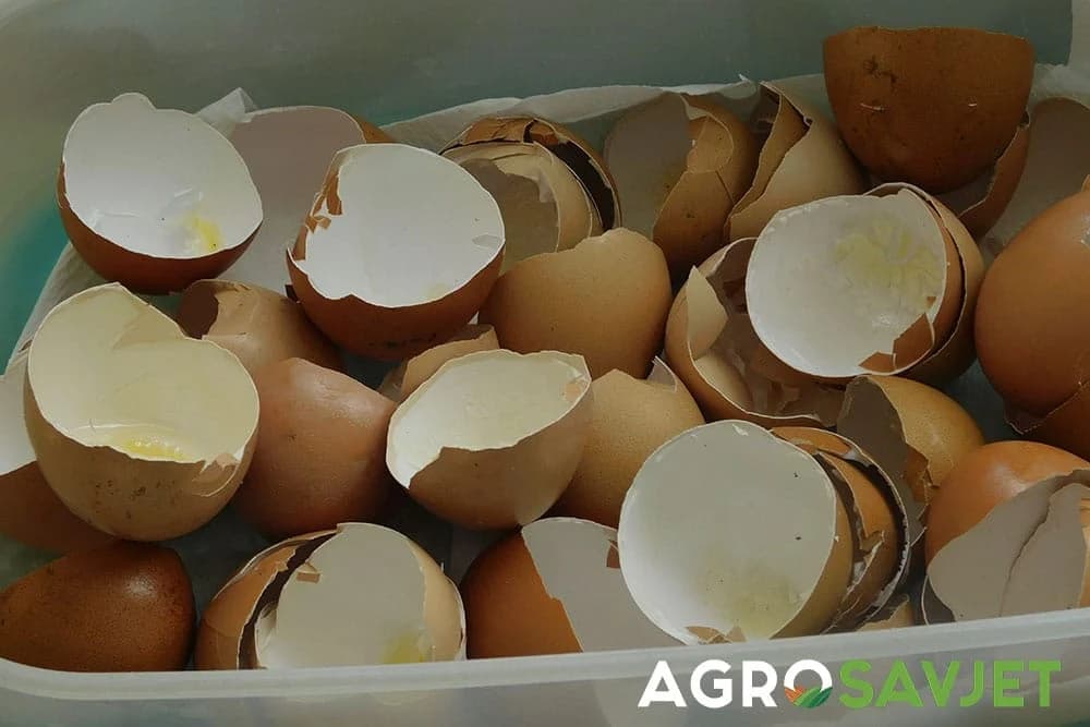 ljuske od jaja