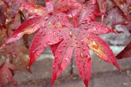 Kako uzgojiti predivna stabla u posudama - Zaštitite se od pogleda i na najmanjem balkonu