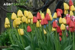 Tajna simbolika LALA: Otkrivamo značenja koja mnogi ne znaju