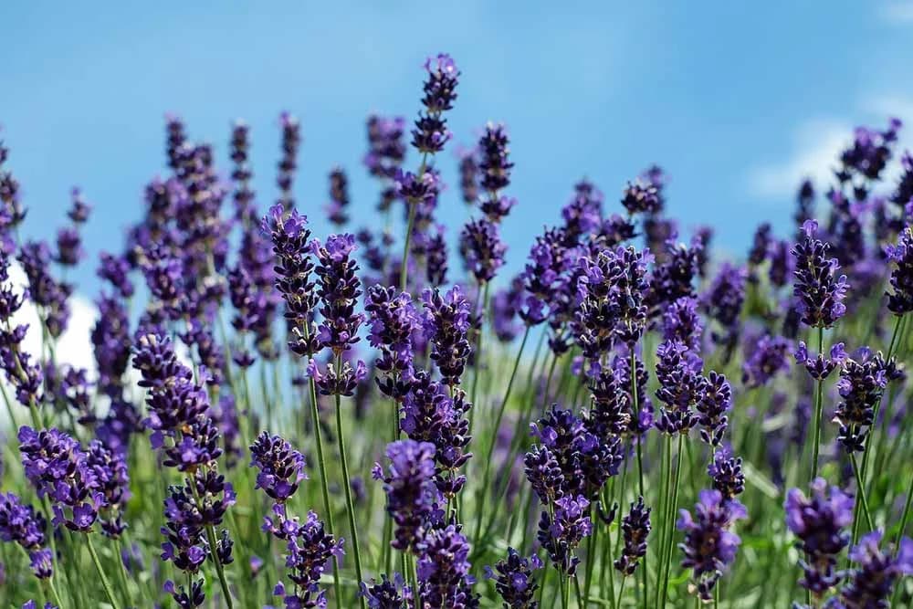 lavanda