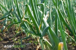 Đubrenje luka: Kako osigurati zdrave i kvalitetne lukovice