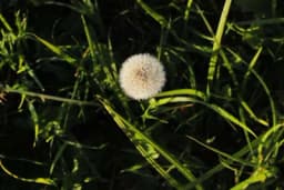 Najefikasniji sprej za suzbijanje korova: Samo pomješajte ova 3 sastojka i više neće nicati nikakvo bilje