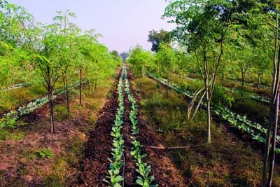 Zašto treba uzgajati međuusjeve?