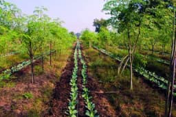 Zašto treba uzgajati međuusjeve?