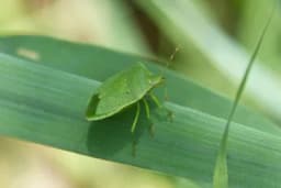 SODA BIKARBONA i drugi prirodni preparati u borbi protiv SMRDIBUBA