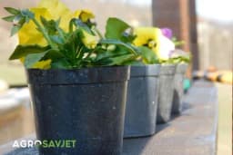 Savršeno presađivanje cvijeća: Najbolje vrijeme i njega nakon sadnje