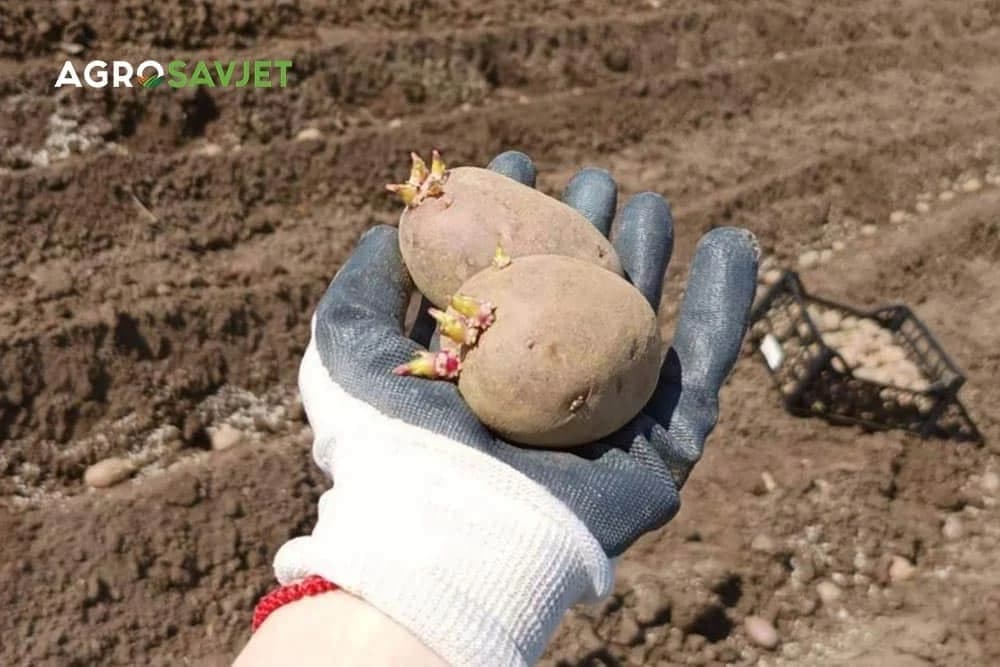 dinamika rasta krompira