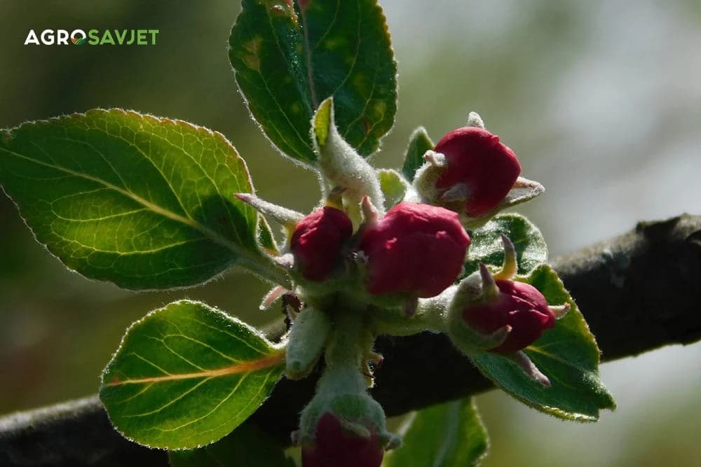 roze pupoljak kod jabuke