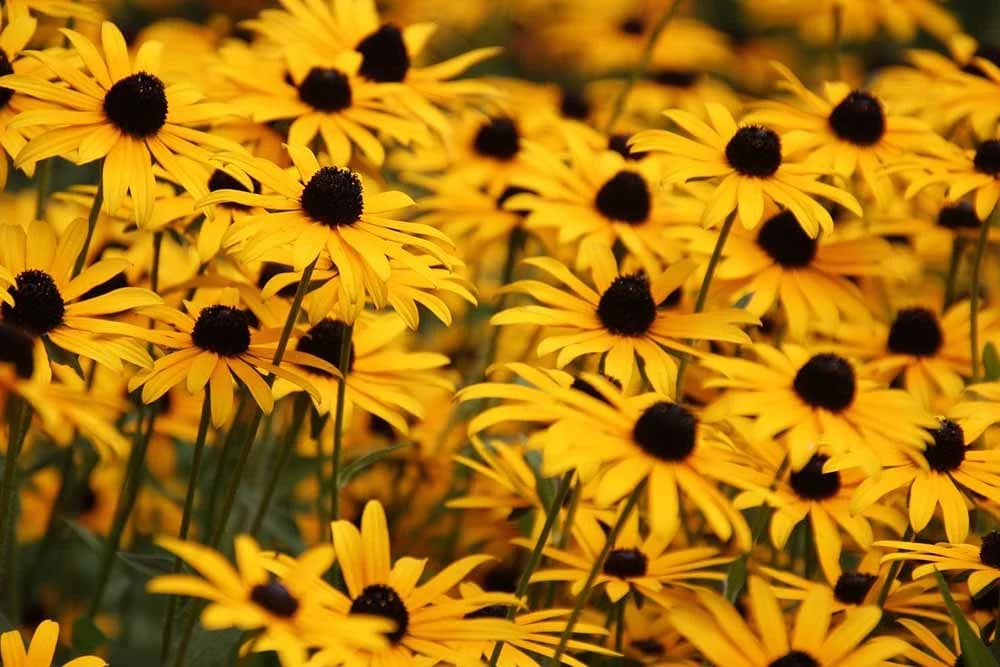rudbekija