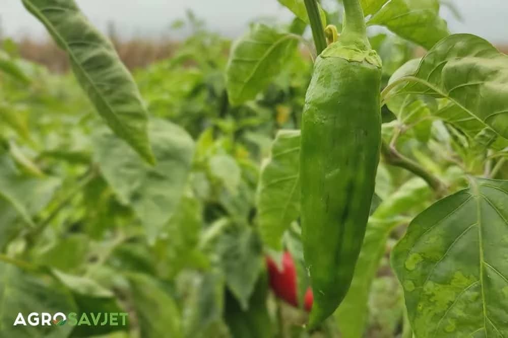 sadnja paprike