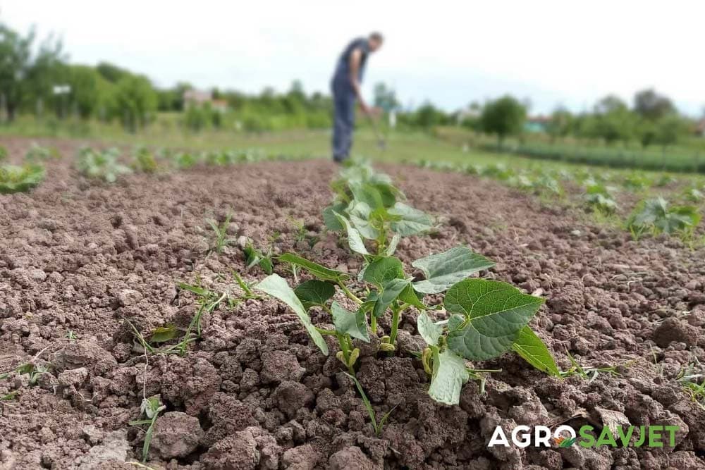 sjetva povrća u aprilu