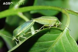 Da li su smrdibube opasne za ljudsko zdravlje?