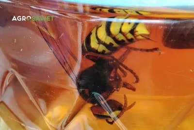 Smislila je kako se zauvijek riješiti najezde stršljena na terasi - bez pesticida i otrova