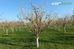 Proljećno đubrenje voćnjaka: Odabir đubriva i količina za optimalan rast i razvoj