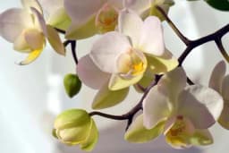 Koristan savjet ako imate ORHIDEJE: Povremeno bi trebalo da je zalivate jednom vrstom čaja