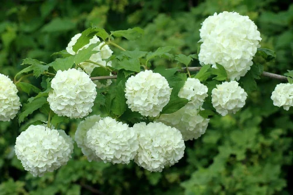 Viburnum