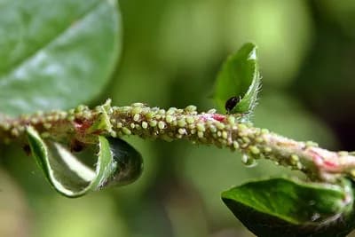POSTOJI 8 NAČINA DA UKLONITE BILJNE VAŠI BEZ OTROVA: Sasvim prirodan rastvor koji uništava napasnike