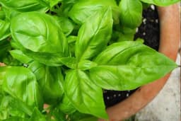 Melem od bosiljka - Svaka kuća treba da ga ima, recepti za svakodnevne tegobe