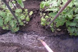 Najbolja narodna đubriva za paradajz i krastavce