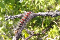 Gubar - Opasna štetočina šumskog drveća i voćnjaka