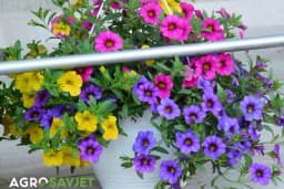 Kalibrahoja : Postaje novi "BUM" u vrtlarstvu kao novi „cvjetni prekrivač“