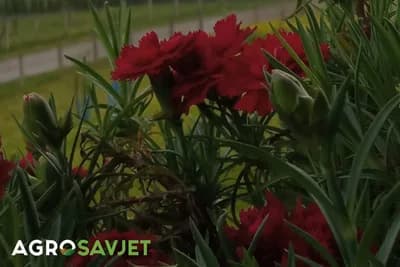 Šest sjajnih savjeta za uzgoj karanfila