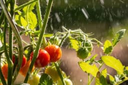 Kako se riješiti viška vode u bašti i spasiti svoje povrće