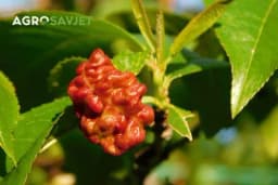 Kako spriječiti kovrdžavost lišća breskve: Najučinkovitije mjere zaštite