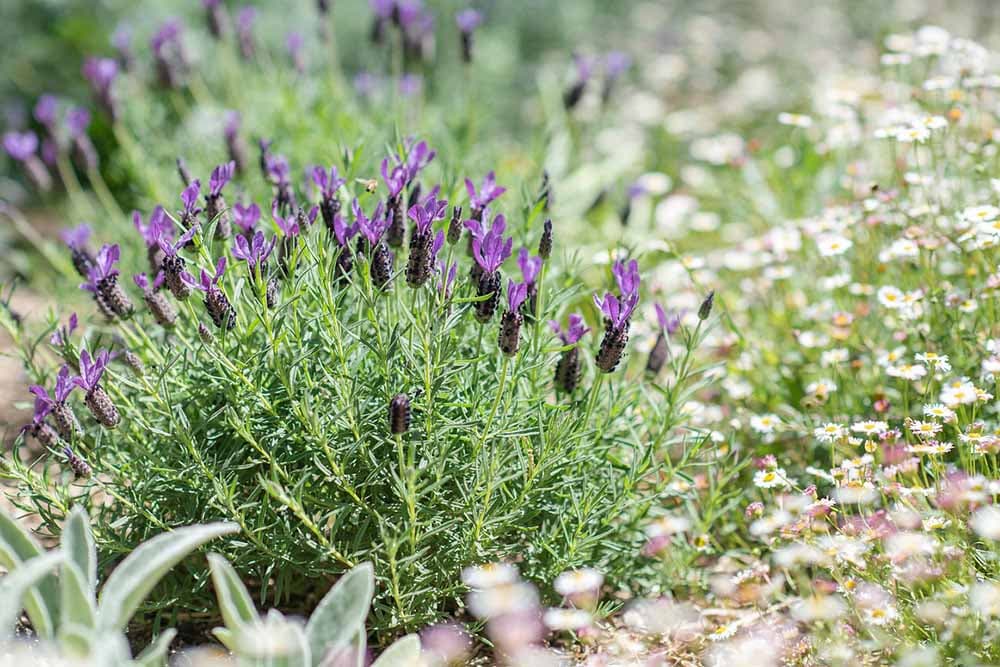 lavanda