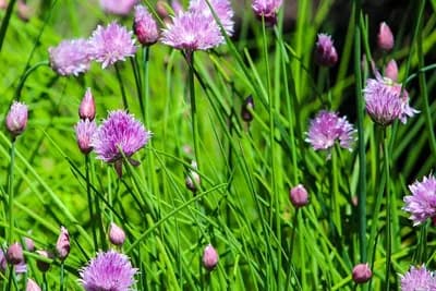 Luk vlasac i njegove zdravstvene prednosti