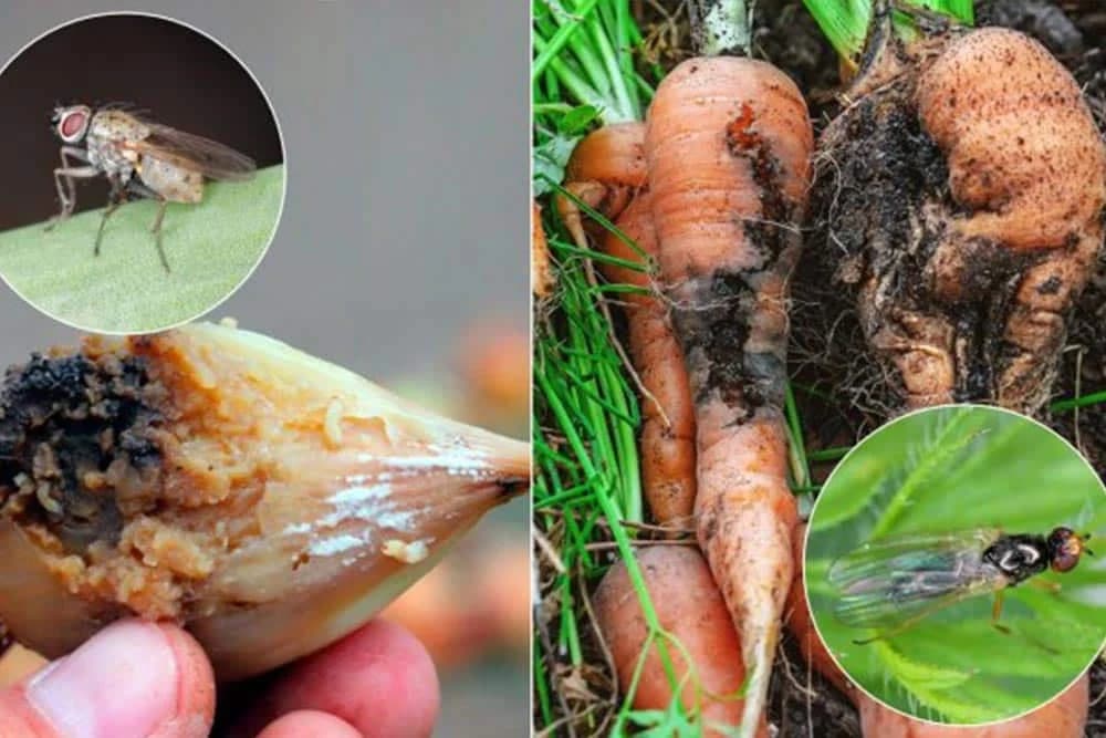 lukova i mrkvina muva