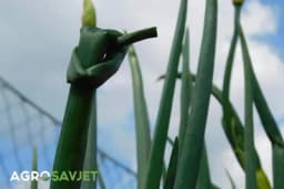 Kako i kada vezivati listove luka u čvor da bi vam glavice bile krupnije?