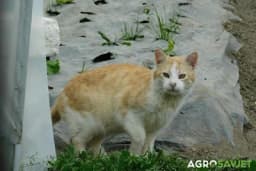 Ne dozvolite da vam mačke pretvore dvorište u lični toalet