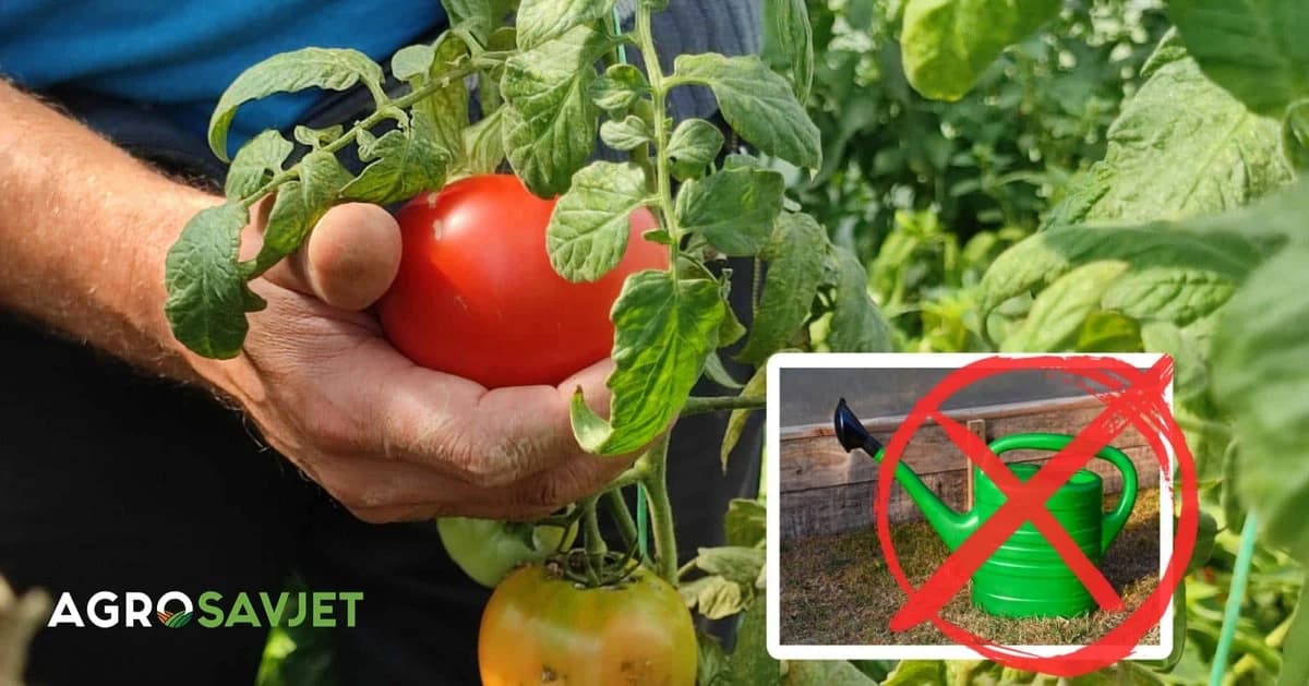 uzgoj paradajza bez zalivanja