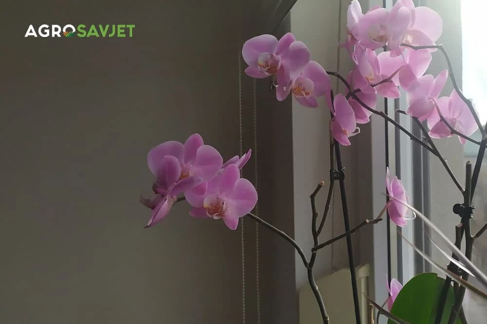 orhideje