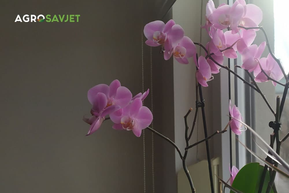 orhideje