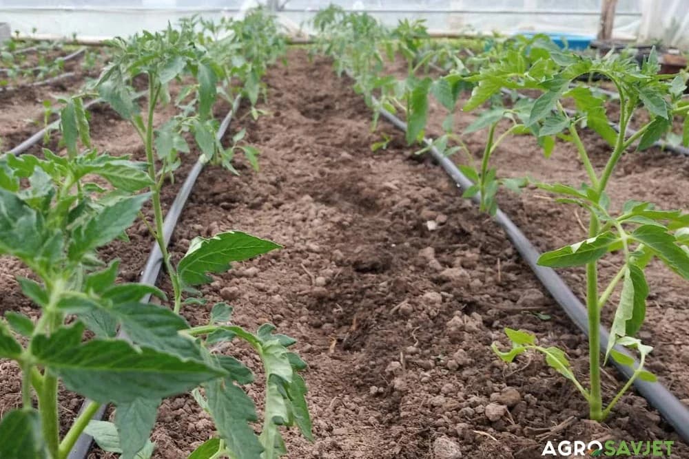 biljke paradajza