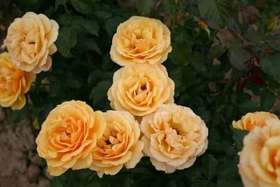 Ruže Polijante - Obilno cvjetaju u toku cijele godine