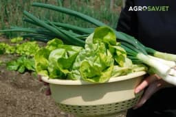 Proizvodnja povrća na okućnici za potrebe domaćinstva