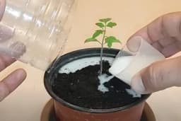 Kako unaprijediti rast sadnica paradajza: Plastične flaše i prirodna prihrana od kvasca, mlijeka i šećera