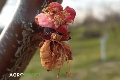 Glavni faktori koji dovode do sušenja plodova voća nakon cvjetanja i kako ih spriječiti!