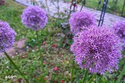 Ukrasni luk: Divovski cvjetovi za impresivan vrt