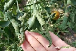 Uvijanje listova paradajza: Ovo su razlozi, a evo i kako ih spriječiti!