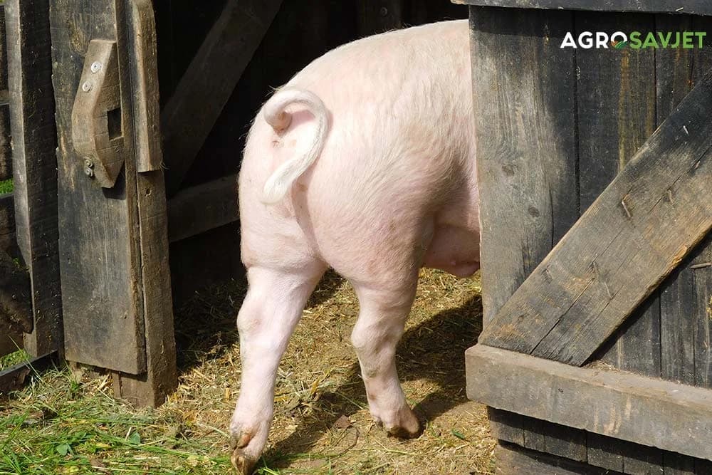 afrička kuga svinja