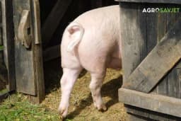 Farma bez antibiotika: Revolucija u svinjarstvu