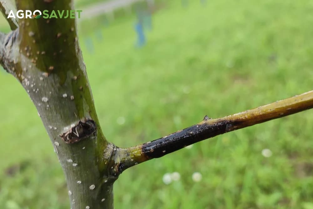 bakteriozna plamenjača