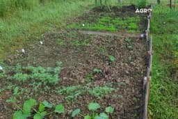 Šta sve možemo raditi i sijati/saditi u julu?